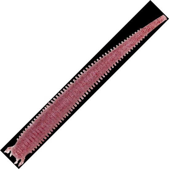 Berkley Gulp! Saltwater Fat Sandworm | 10cm Clear Red Fleck Clear Red Fleck