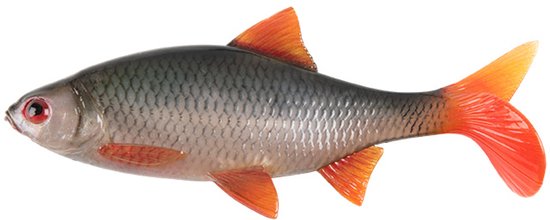 Fox Rage Ultra Natural Roach – Ongemonteerde Realistische Voorn Shad voor Roofvis - Maat : 18cm