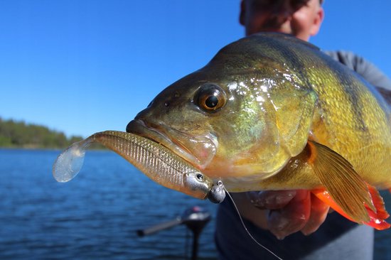 Gunki G'Bump 10,5cm Kunstaas - Bruin Suiker Groen Rood van Merkloos
