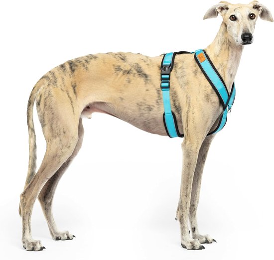 hondenharnas in Y-vorm, ideaal voor de hond, Italiaanse windhond, Whippet, windhond, Podenco - veilig, ademend en duurzaam, perfect voor wandelen, training en hardlopen, lichtblauw, XXL