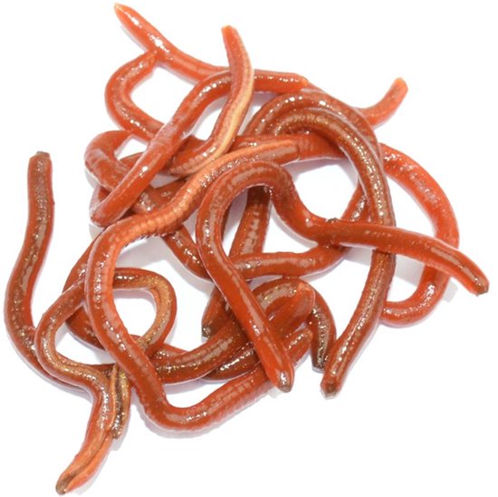 LFT Like Life - Worms 30ml. van LFT
