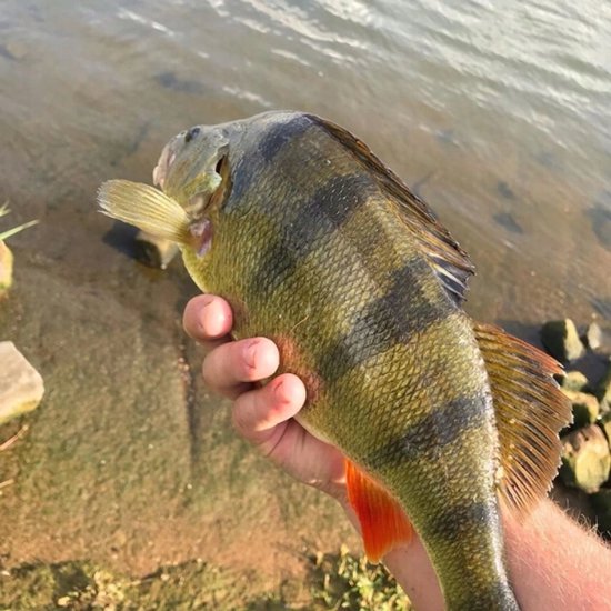 Merkloze Rubberen Visimitatie 50mm - Perfect voor Baars & Forel