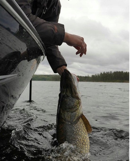 Mistrall Candor Wobbler - Drijvend 5cm/6g - Ideaal voor Baars & Snoek van Mistrall