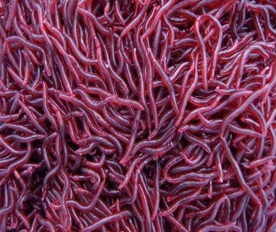 Nep Wormen - Kunstaas - 20 Stuks van Kolpo