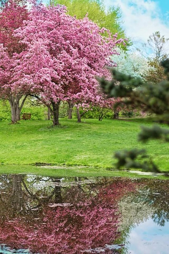 Parque con lago y cerezo en flor: Cuaderno con líneas y diseño sereno