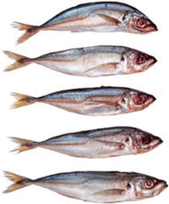 Prebaits Horsmakreel - Dood aas - Wit