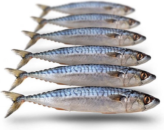 Prebaits Makreel Klein - Doodaas - Wit van Merkloos