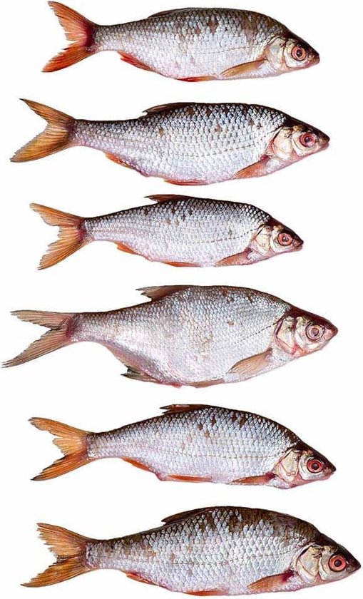 Prebaits Voorn Middel - Dood aas - Wit