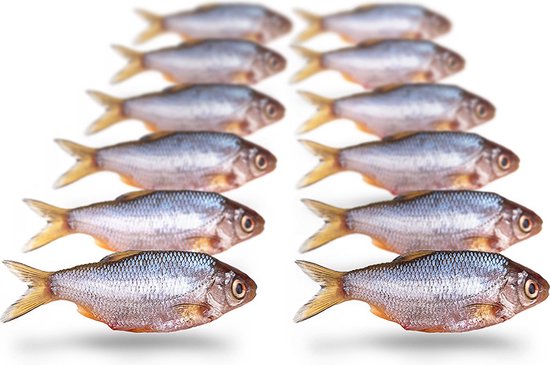 Prebaits Voorn/Kolblei Klein - Dood aas - Wit