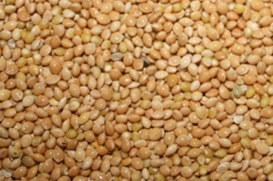 Reniers Fishing Gele Millet 1 Kilo