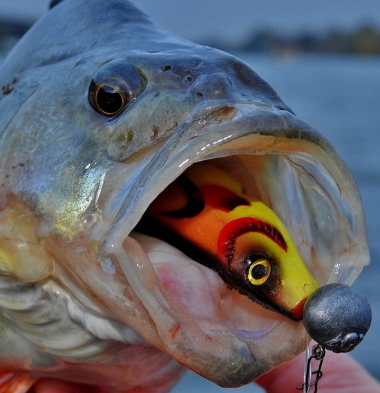 Spro Wob Shad 2.0 Re-Injected 15cm Blue Pearl van Spro