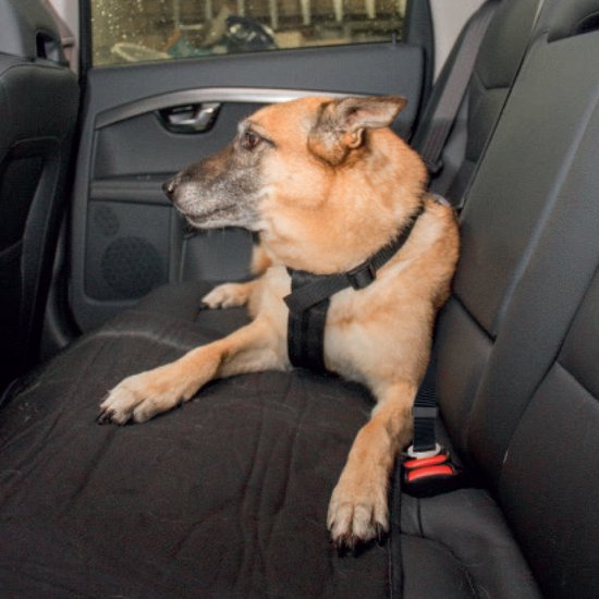 VEILIGHEIDSHARNAS HOND AUTO L van Merkloos