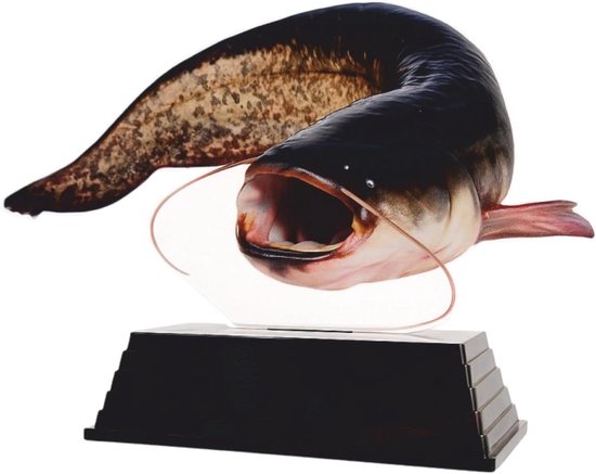 Vis Trofee Meerval - Vistrofie Wedstrijdprijs - Viswedstrijd Prijsuitreiking - Realistisch Visontwerp - 17 cm - Natuurlijke kleuren