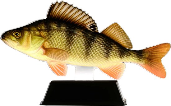 Vistrofee Real Fish Baars 20 cm Prijs Roofvis Wedstrijd Viswedstrijd Visprijs Wedstrijdprijzen Vis van Vistrofee