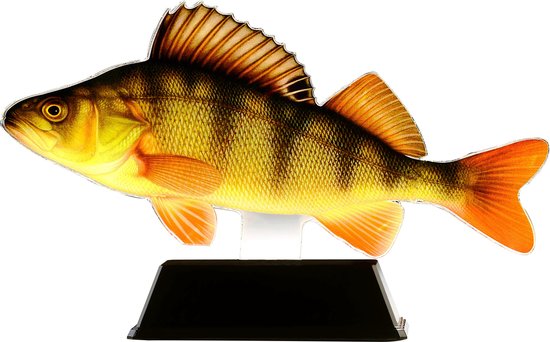 Vistrofee Real Fish Baars 23 cm Prijs Roofvis Wedstrijd Viswedstrijd Visprijs Wedstrijdprijzen Vis van Vistrofee